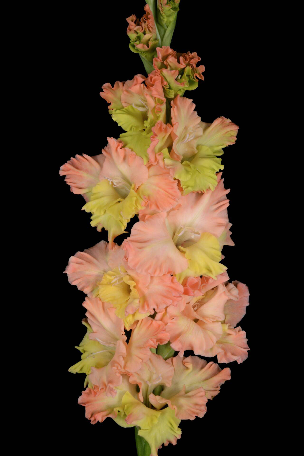 Гладиолус Ольхон (5 шт)