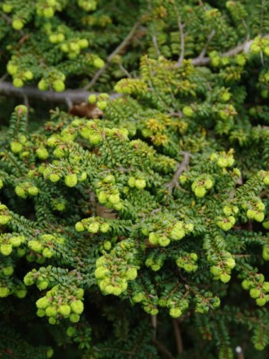 Тсуга канадская Жаклин Веркаде C4 25-30cm