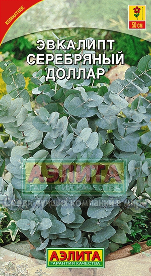 цЭвкалипт Серебряный доллар 5шт