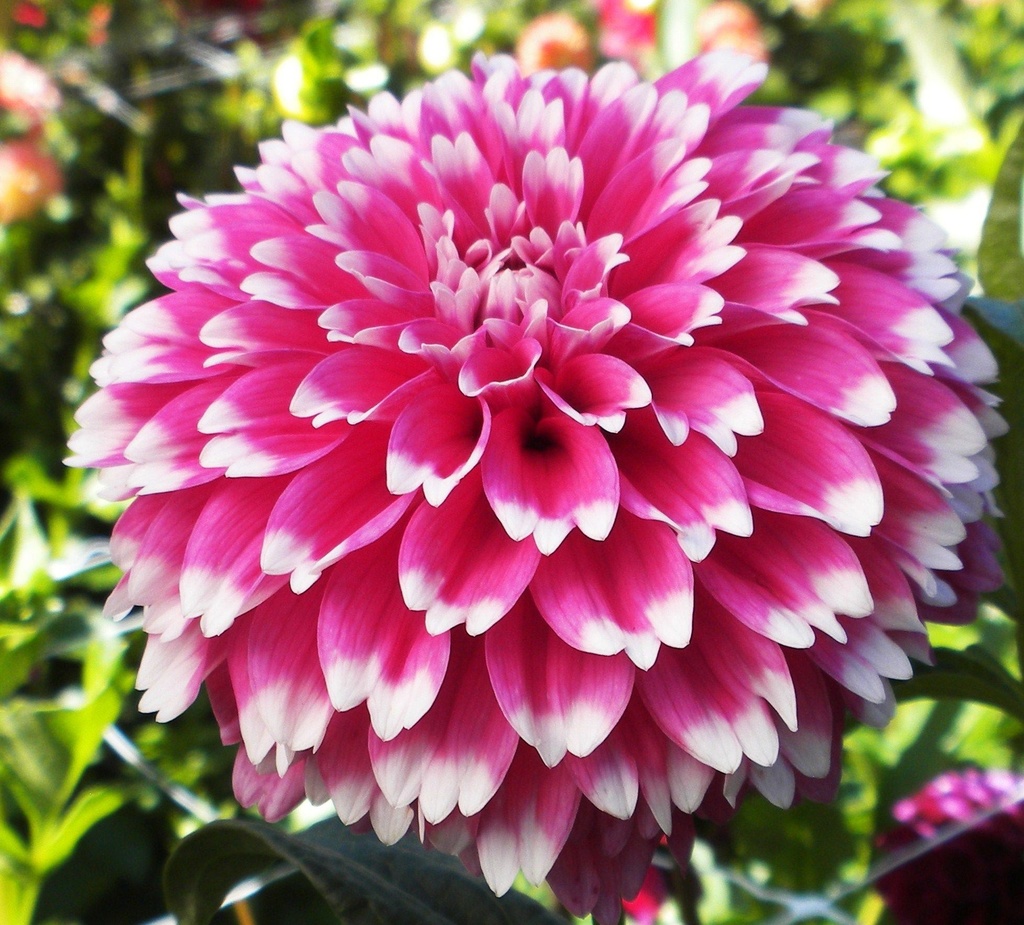 Минивитрина Георгин Фуззи Вуззи (15 шт)