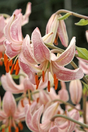 Лилия ЭКОНОМ-СЕРИЯ ПИНК МОРНИНГ (1 шт)