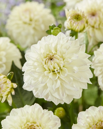 Георгин Гоу Гоу Уайт (1 шт)