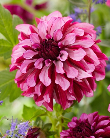 Георгин Крэнберри Классик (1 шт)