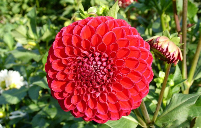 Минивитрина Георгин Несцио