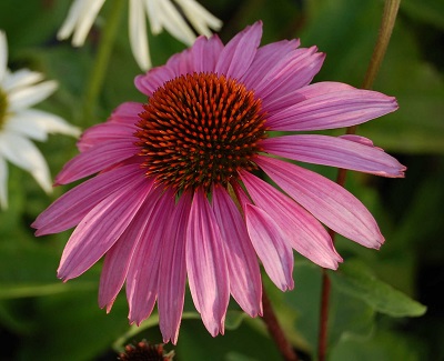 Эхинацея Магнус Супериор (1 шт)