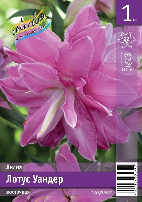 Лилия ЭКОНОМ-СЕРИЯ ЛОТУС УАНДЕР 16/18 (1 шт)