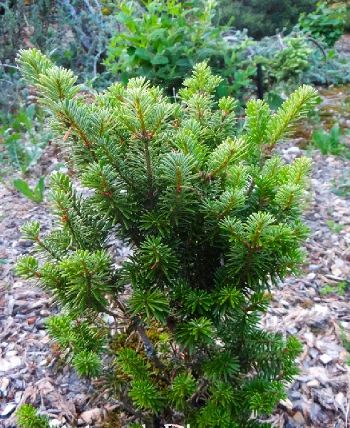 Пихта белая Компакта C1.5