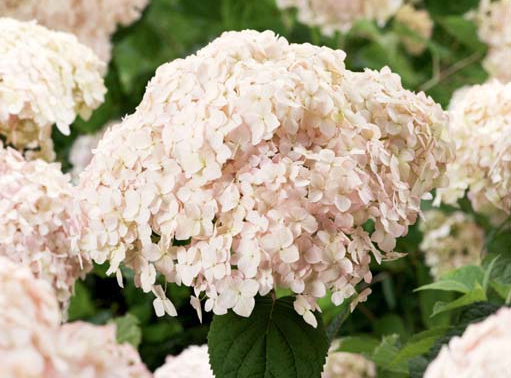 БИГ-ПАК Гортензия Кандибелле Маршмеллоу (5 шт)