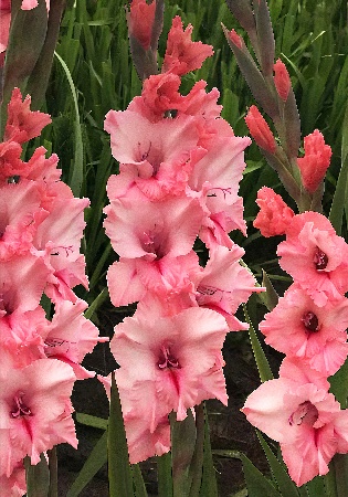 Гладиолус Силесте (10 шт)