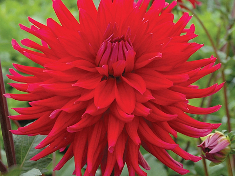 Георгин Акапулько (1 шт)