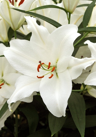 Лилия ЭКОНОМ-СЕРИЯ БИГ НЬЮС (2 шт)