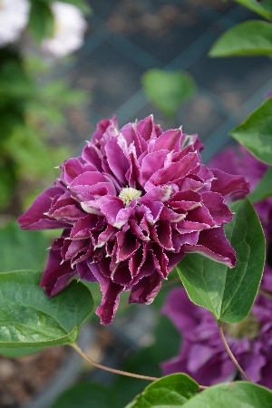 Клематис Хот Лов (1 шт)