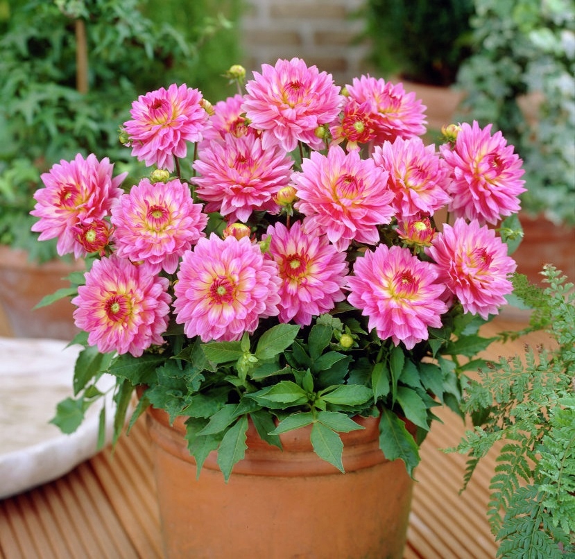 Минивитрина Георгин Гэллери Беллини (15 шт)