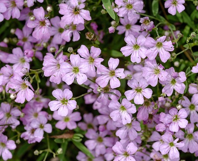 Гипсофила Розея (1 шт)