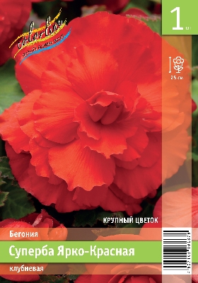 Бегония ЭКОНОМ-СЕРИЯ СУПЕРБА ЯРКО-КРАСНАЯ (1 шт)