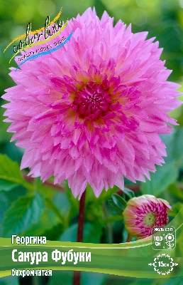 Георгин Сакура Фубуки (1 шт)