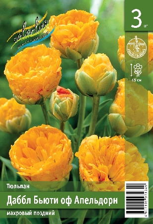 Тюльпан ЭКОНОМ-СЕРИЯ ДАБЛ БЬЮТИ ОФ АПЕЛЬДОРН (3 шт)