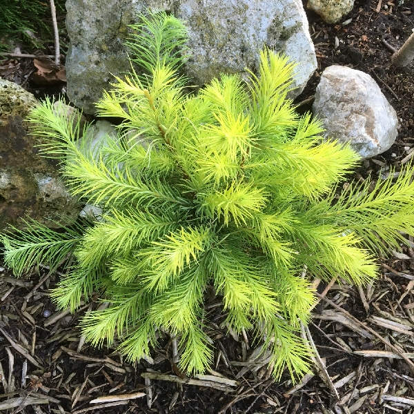 Лиственница Кемпфера Мэджик Голд C3 25-30cm