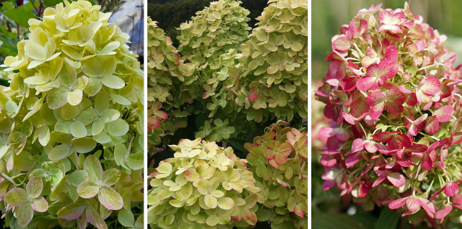 Гортензия Граффити (коробка) 20шт