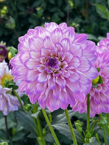 Георгин Блу Виш (1 шт)