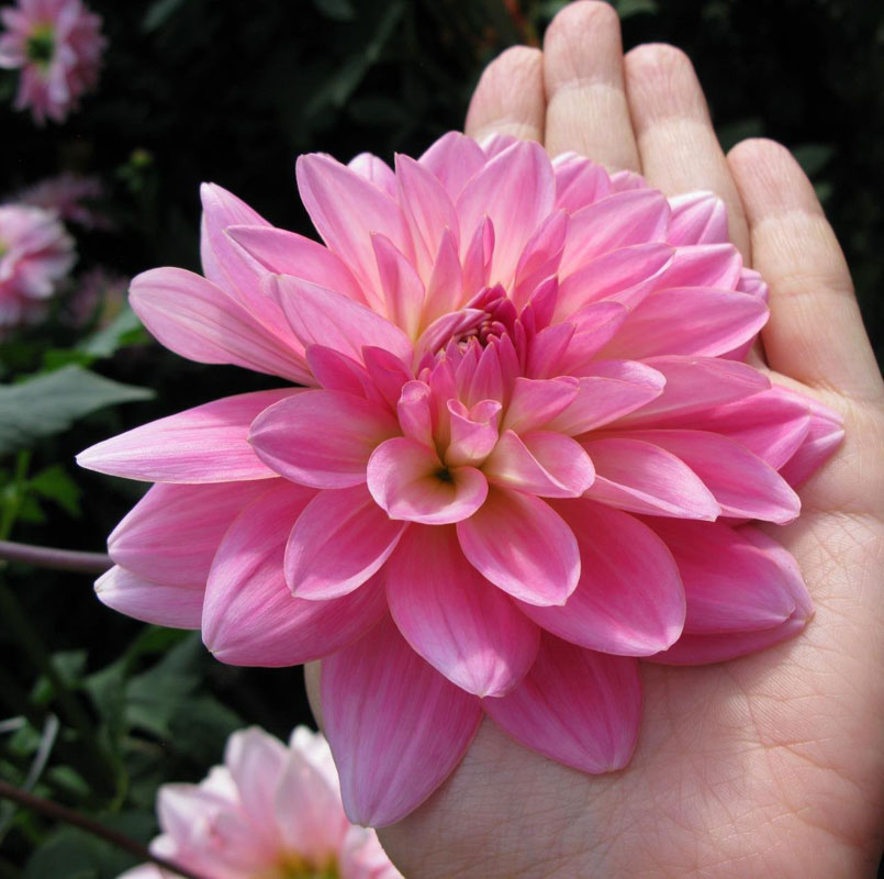 Георгин Герри Хоек