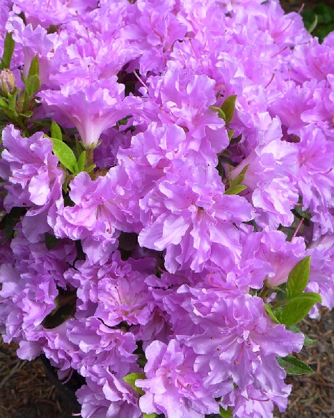 Азалия Элси Ли P9,5