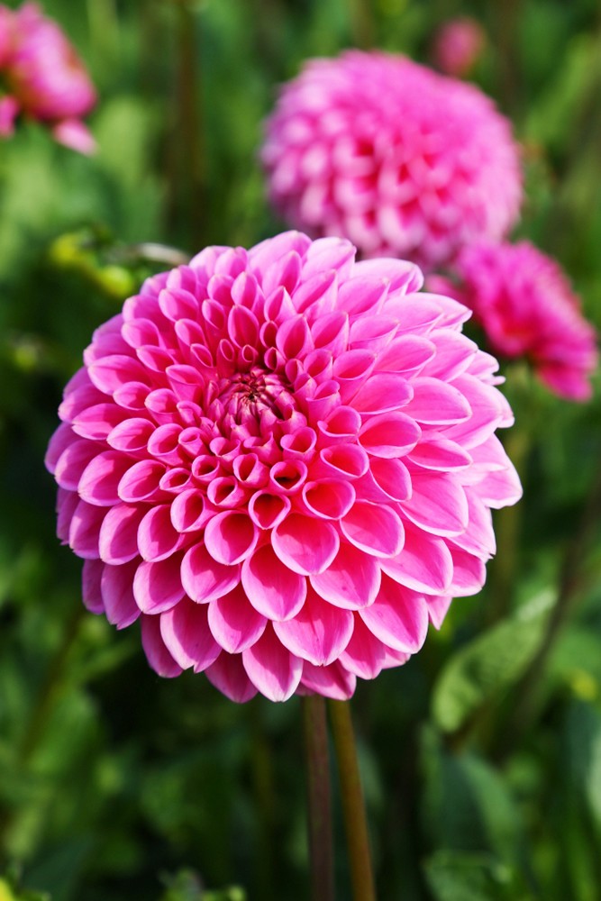 Минивитрина Георгин Сандра (15 шт)