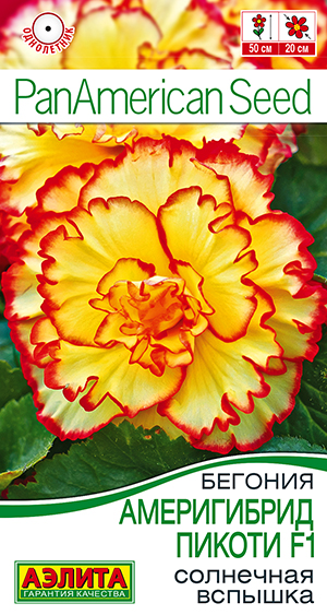 Бегония Америгибрид Пикоти солнечная вспышка 5шт