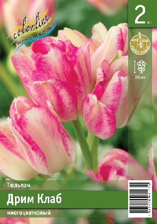 Тюльпан ЭКОНОМ-СЕРИЯ КЭНДИ КЛАБ (3 шт)