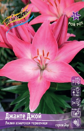 Лилия Джанте Джой (7 шт)