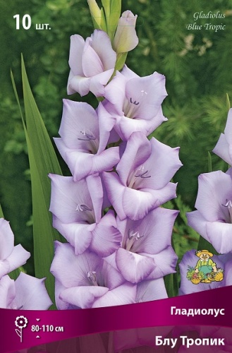 Гладиолус Блу Тропик (10 шт)