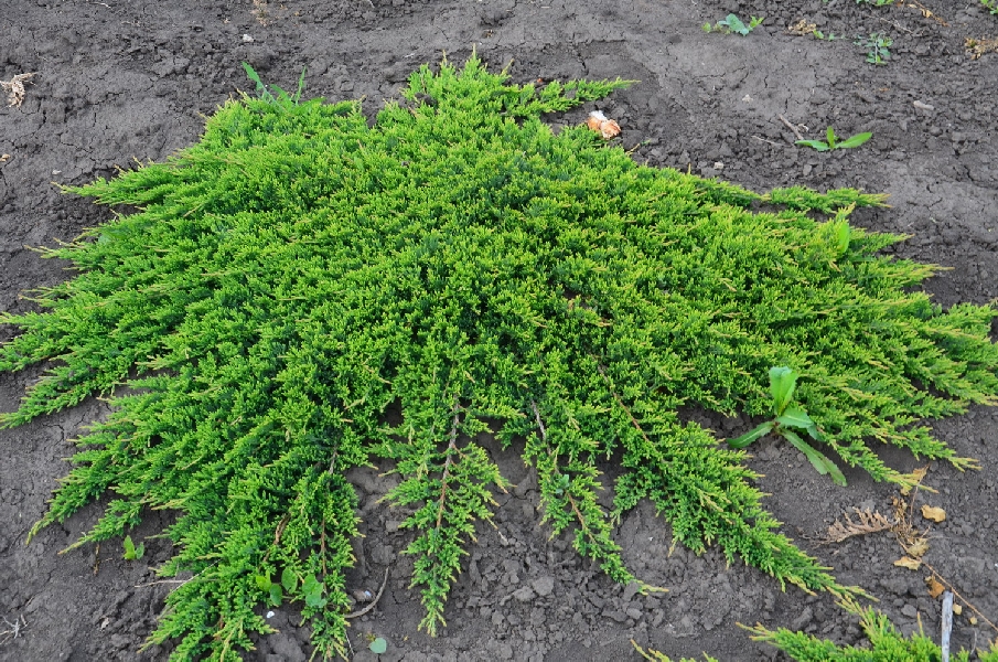 Можжевельник горизонт. Принц Уэльский C3 30-40cm