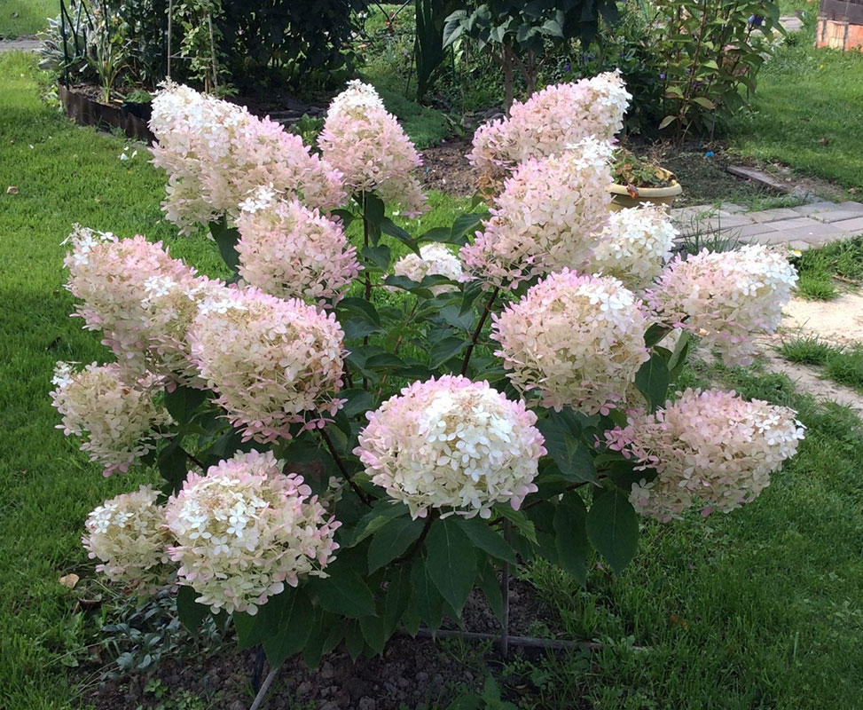 Гортензия Фантом (коробка) 20шт