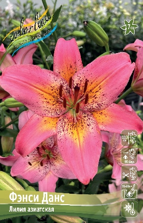 Лилия Фэнси Данс (5 шт)