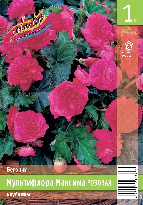 Бегония ЭКОНОМ-СЕРИЯ МУЛЬТИФЛОРА МАКСИМА РОЗОВАЯ (1 шт)