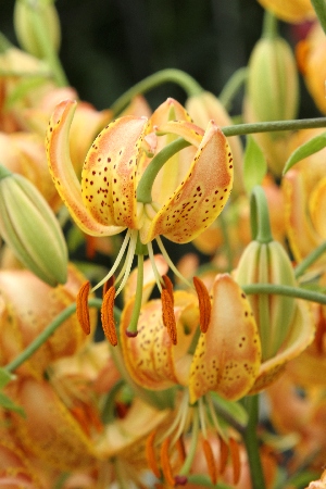 Лилия ЭКОНОМ-СЕРИЯ ПЕППАРД ГОЛД (1 шт)