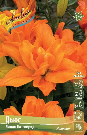 Лилия ДЬЮС 16/18 (3 шт)