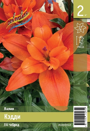 Лилия ЭКОНОМ-СЕРИЯ КЭДДИ (2 шт)