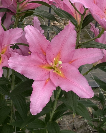 Лилия Вендом (5 шт)