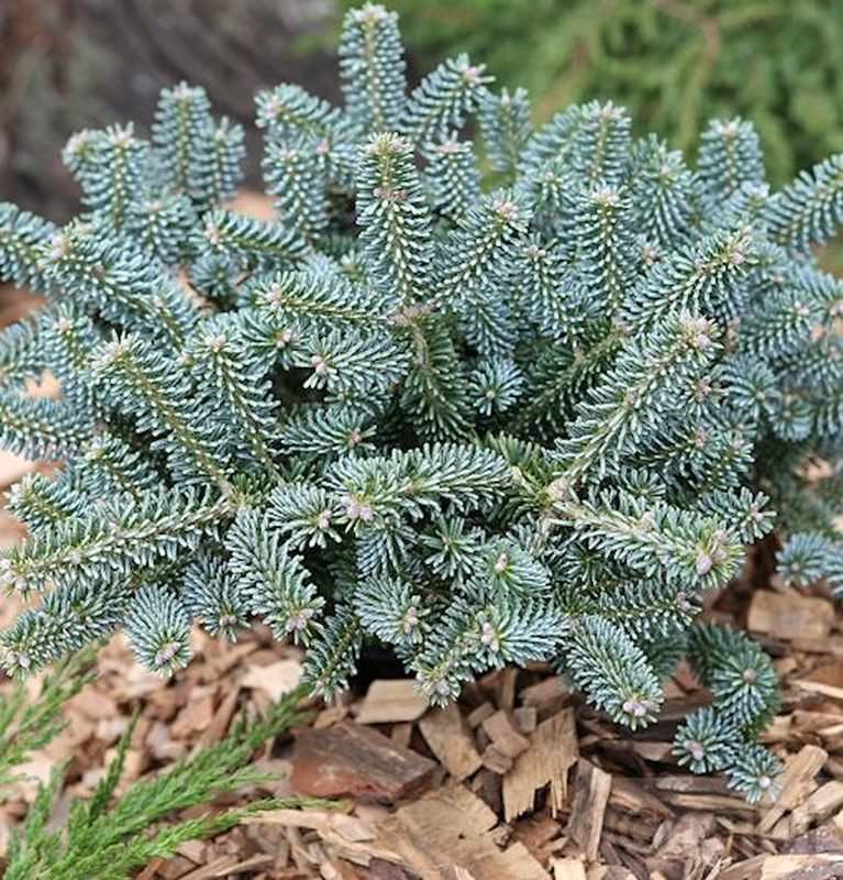 Пихта корейская Блю Эмперор 30-40cm с комом