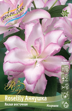 Лилия Roselily Аннушка 16/18 (3 шт)