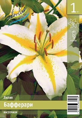 Лилия ЭКОНОМ-СЕРИЯ БАФФЕРАРИ (1 шт)