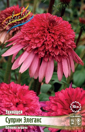 Эхинацея Суприм Элеганс (1 шт)