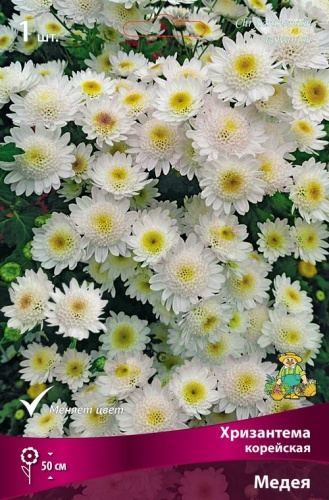Хризантема корейская Медея (1 шт)