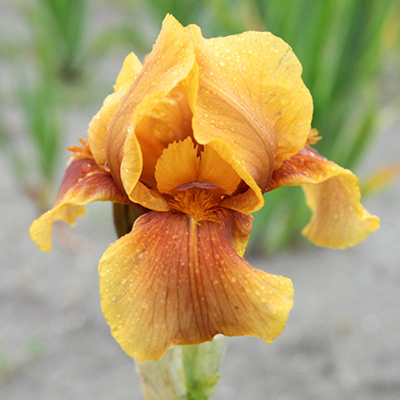 Ирис Апачи Варриор (1 шт)