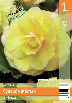 Бегония ЭКОНОМ-СЕРИЯ СУПЕРБА ЖЕЛТАЯ (1 шт)