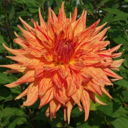 Минивитрина Георгин Маниак