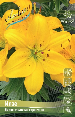 Лилия Илзе (7 шт)
