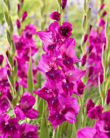 Гладиолус Мистик Маджента (8 шт)