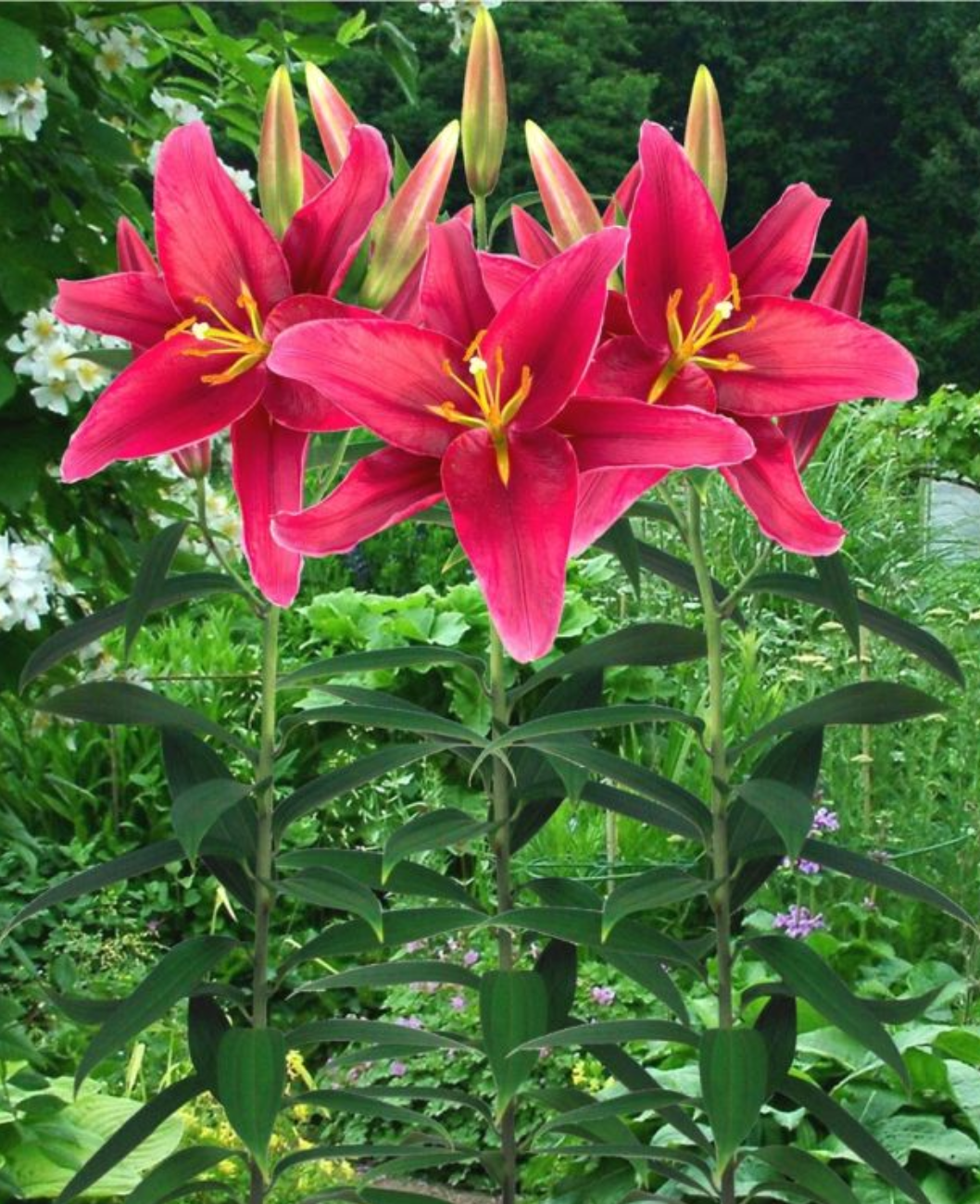 Лилия Розенка (5 шт)